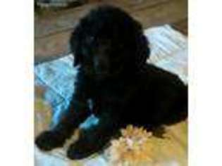 Labradoodle Puppy for sale in Binghamton, NY, USA