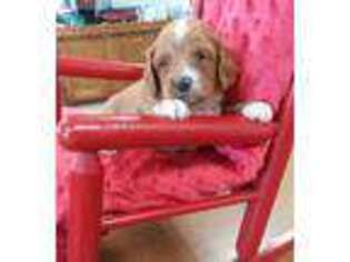 Cavapoo Puppy for sale in Ephrata, PA, USA