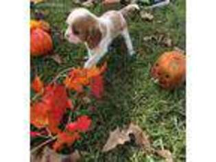 Cavalier King Charles Spaniel Puppy for sale in Lebanon, MO, USA