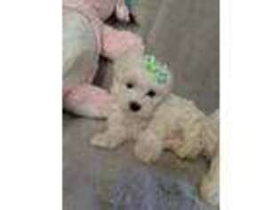 Maltese Puppy for sale in Grayson, GA, USA