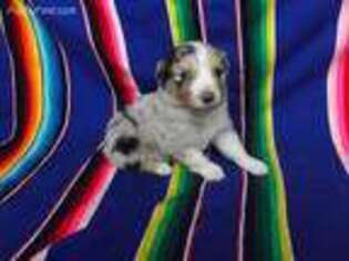 Australian Shepherd Puppy for sale in Liberal, MO, USA