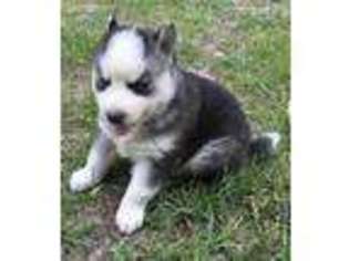 Siberian Husky Puppy for sale in Fort Valley, GA, USA