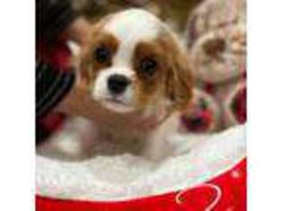 Cavalier King Charles Spaniel Puppy for sale in Midland, GA, USA