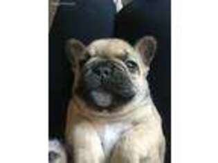 French Bulldog Puppy for sale in Saint Helens, OR, USA