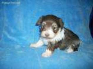 Havanese Puppy for sale in Celina, OH, USA