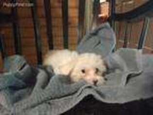 Maltese Puppy for sale in Westfield, NC, USA