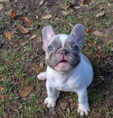 French Bulldog Puppy for sale in Chapin, SC, USA