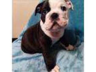 Bulldog Puppy for sale in Arlington, VA, USA