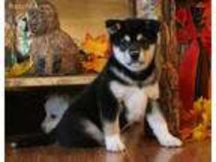 Shiba Inu Puppy for sale in Lebanon, MO, USA