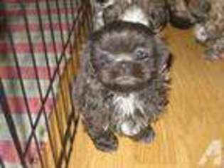 Mutt Puppy for sale in FRANKFORT, OH, USA