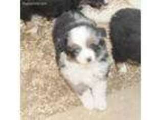 Miniature Australian Shepherd Puppy for sale in Maxwell, NM, USA