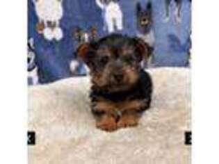 Yorkshire Terrier Puppy for sale in Lanham, MD, USA