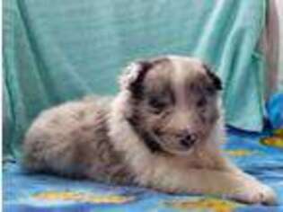 Shetland Sheepdog Puppy for sale in Huntsville, OH, USA