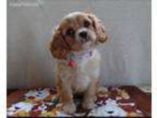 Cavapoo Puppy for sale in Midland, MI, USA