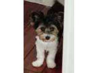 Biewer Terrier Puppy for sale in Hardeeville, SC, USA