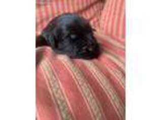 Black Russian Terrier Puppy for sale in Aiken, SC, USA
