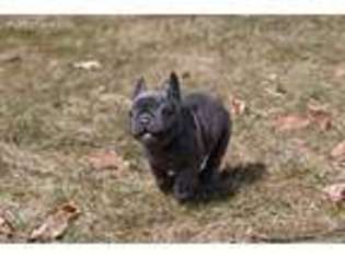 French Bulldog Puppy for sale in West Bloomfield, MI, USA