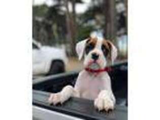 Boxer Puppy for sale in Stewart, MN, USA