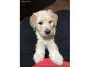 Goldendoodle Puppy for sale in Gresham, OR, USA
