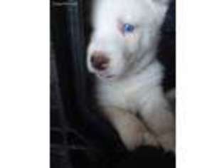 Siberian Husky Puppy for sale in Kittanning, PA, USA