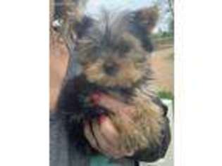 Yorkshire Terrier Puppy for sale in Fortuna, MO, USA