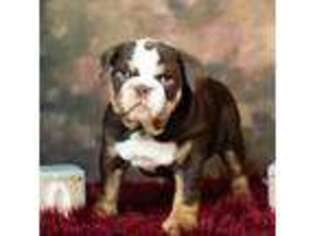 Bulldog Puppy for sale in Warsaw, IN, USA