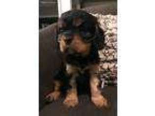 Cavalier King Charles Spaniel Puppy for sale in Waterloo, IN, USA