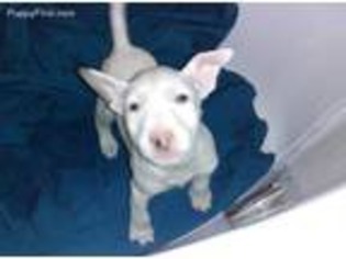 Bull Terrier Puppy for sale in Toledo, OH, USA