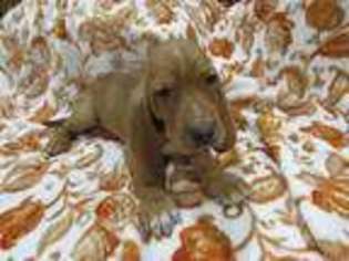 Basset Hound Puppy for sale in Waller, TX, USA