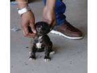 Staffordshire Bull Terrier Puppy for sale in Mcdonough, GA, USA
