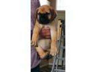 Mastiff Puppy for sale in Hooper, UT, USA