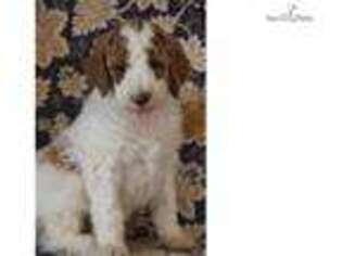 Goldendoodle Puppy for sale in Tulsa, OK, USA