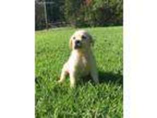 Labrador Retriever Puppy for sale in Abbeville, SC, USA