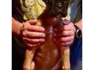 Boxer Puppy for sale in West Chicago, IL, USA