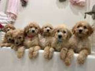 Goldendoodle Puppy for sale in Thousand Oaks, CA, USA