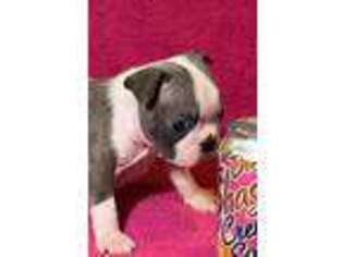 Boston Terrier Puppy for sale in Mountain Center, CA, USA