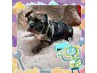 French Bulldog Puppy for sale in Yakima, WA, USA