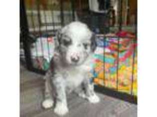 Mutt Puppy for sale in Waterloo, IL, USA