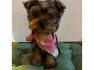 Yorkshire Terrier Puppy for sale in Easley, SC, USA