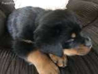 Rottweiler Puppy for sale in Hamilton, MT, USA