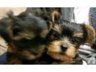 Yorkshire Terrier Puppy for sale in MANTECA, CA, USA