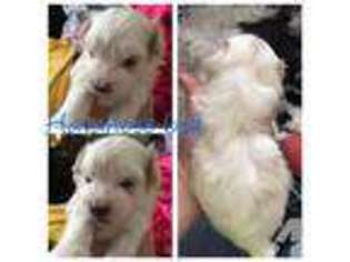 Havanese Puppy for sale in OREM, UT, USA