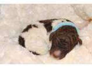 Mutt Puppy for sale in Zimmerman, MN, USA