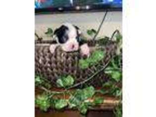 Boston Terrier Puppy for sale in Buda, TX, USA