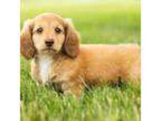 Dachshund Puppy for sale in Warsaw, IN, USA