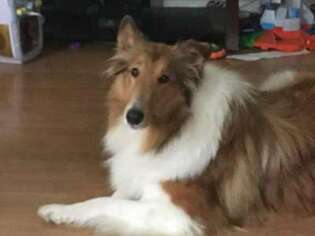 Collie Puppy for sale in Knoxville, TN, USA