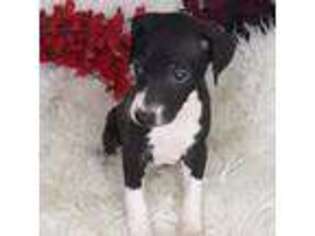 Italian Greyhound Puppy for sale in Jasonville, IN, USA