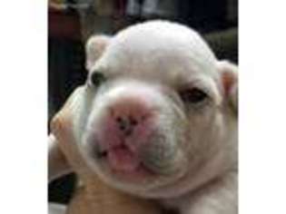 French Bulldog Puppy for sale in Quakertown, PA, USA
