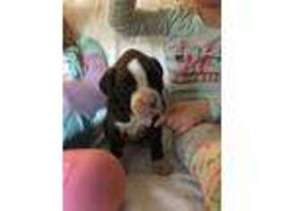 Boxer Puppy for sale in Yamhill, OR, USA