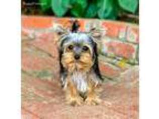 Yorkshire Terrier Puppy for sale in Thousand Oaks, CA, USA